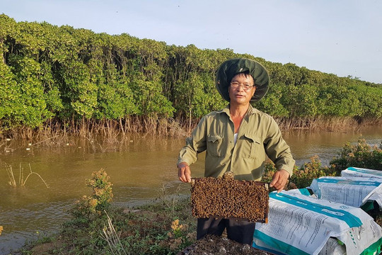 Nuôi ong bảo vệ rừng ngập mặn