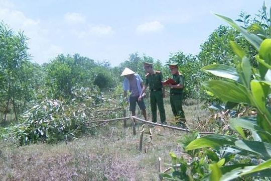 Thanh hóa: Chặt phá hơn 700 cây keo trong đêm chỉ vì không được chăn thả bò