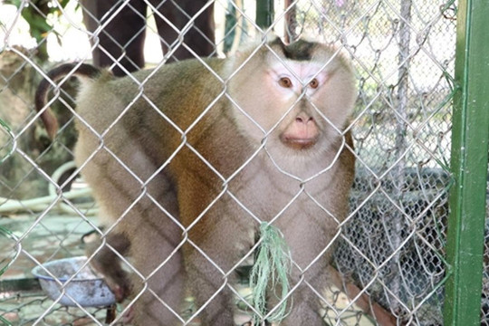 Hà Tĩnh: Một hộ dân tự nguyện giao nộp cá thể khỉ đuôi lợn và trăn đất cho Vườn quốc gia Vũ Quang