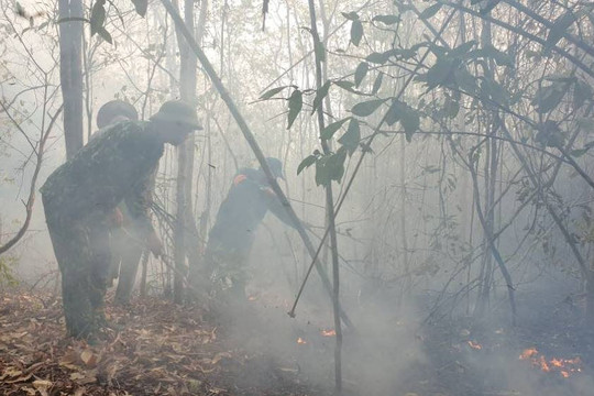 Đà Nẵng: Nâng cảnh báo cháy rừng lên mức cao nhất