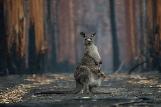 Gần 3 tỷ động vật chịu tác động do cháy rừng ở Australia