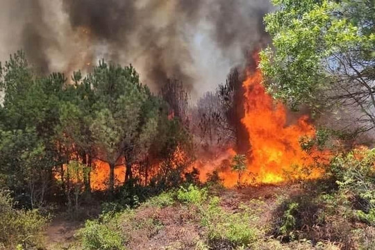 Thanh Hóa: Khẩn trương chữa cháy rừng thông ở Thị xã Nghi Sơn