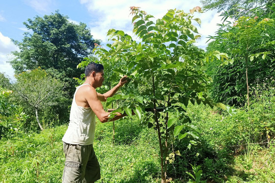 Điện Biên Đông: Nỗ lực tăng tỷ lệ che phủ rừng