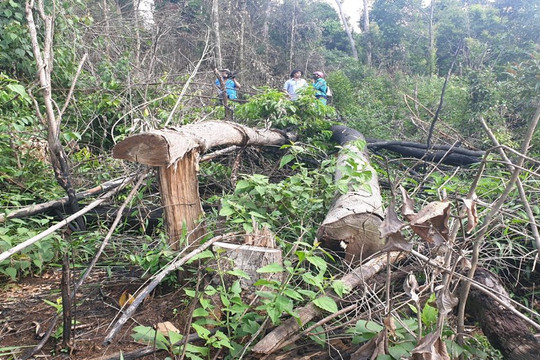 Đắk Nông: Thanh tra toàn diện công tác quản lý đất đai và rừng thuộc huyện Đắk Song