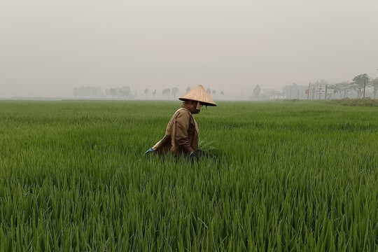 Điện Biên: Chủ động ngăn ngừa sâu, bệnh gây hại lúa
