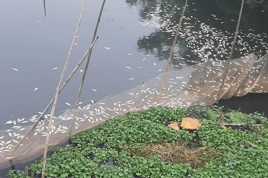 Hà Nam: Cá chết trắng trên sông Châu, người dân thiệt hại