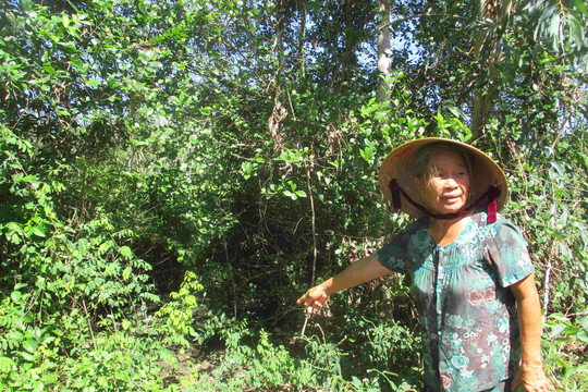 Bình Định: Dân nín thở vì trại heo gây ô nhiễm khu dân cư