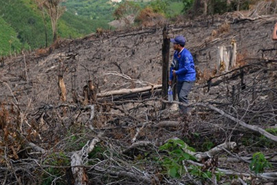 Thủ tướng Chính phủ chỉ đạo kiểm tra, xử lý vụ phá rừng tại tỉnh Phú Yên