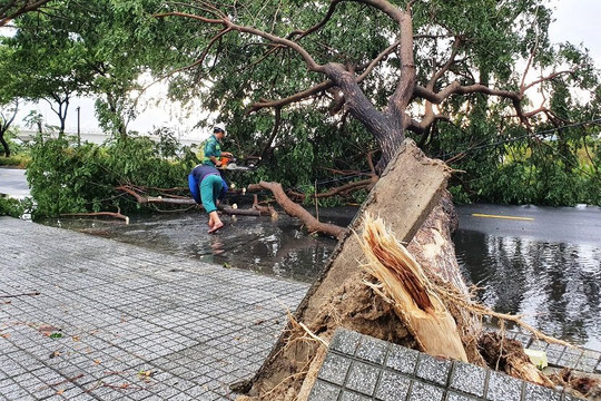 Đà Nẵng: Đường ngập, cây gãy đổ đè nhà người dân do ảnh hưởng bão số 5