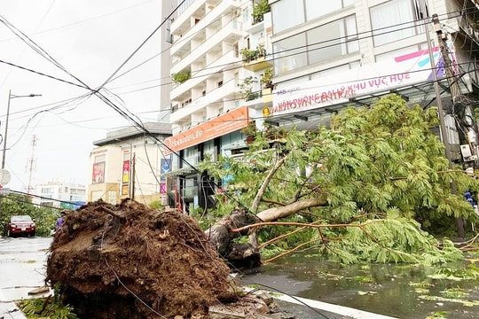 Huế: Nghiên cứu và đánh giá thấu đáo để hình thành hệ thống cây xanh công cộng bền vững