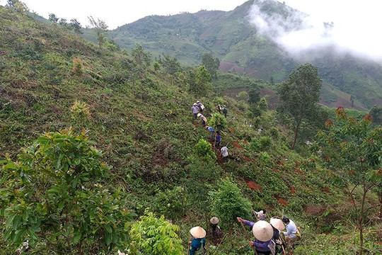 Điện Biên: Cần nâng cao hiệu quả các dự án trồng rừng thay thế