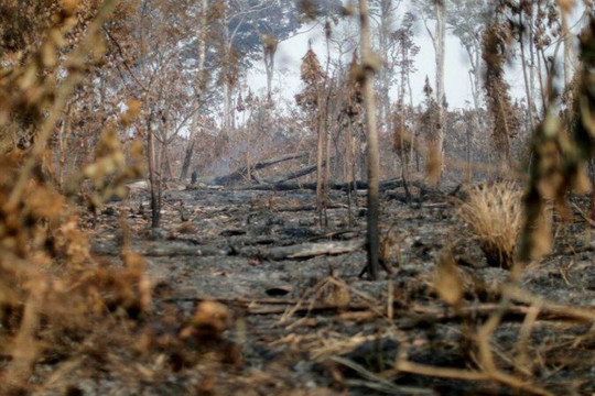 Nạn phá rừng ở Amazon của Brazil giảm trong tháng thứ 3, nhưng vẫn ở mức cao