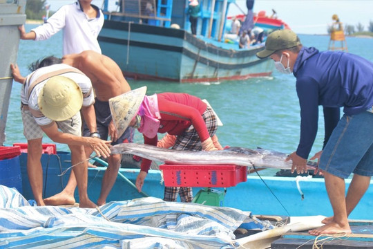 Quảng Nam: Gian nan “cuộc chiến” bảo vệ môi trường sinh thái biển