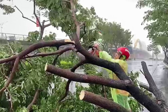 Gió bão số 9 quật ngã hàng loạt cây xanh tại Đà Nẵng