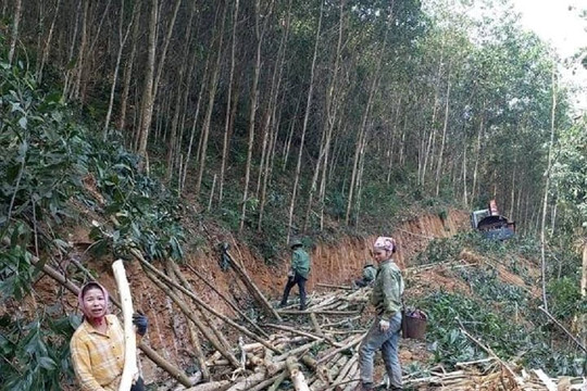 Nghệ An: Thu hồi gần 12 nghìn ha đất của 11 công ty nông, lâm nghiệp