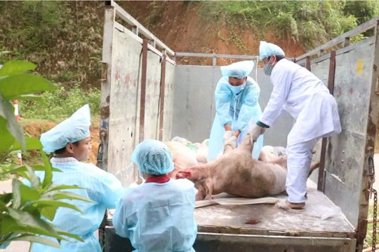 Phát hiện lợn nhiễm bệnh dịch tả lợn châu Phi từ tỉnh ngoài về Hải Phòng tiêu thụ