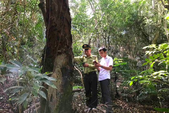 Quảng Ninh: Không ngừng nâng cao tỷ lệ che phủ của rừng