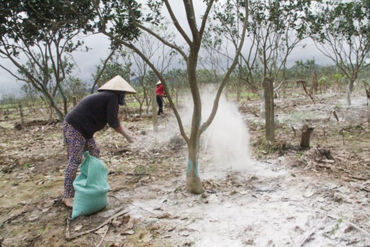Thừa Thiên Huế: Khôi phục đặc sản thanh trà sau bão lũ