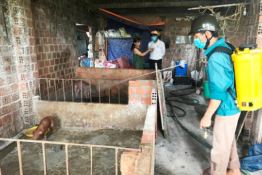Khánh Hòa: Tăng cường phòng chống dịch bệnh trên gia súc, gia cầm