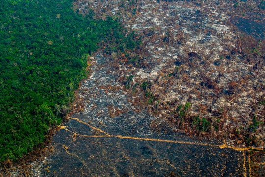 Nạn phá rừng Amazon của Brazil tăng vọt lên mức cao nhất trong 12 năm