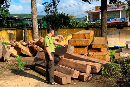 Báo động nạn phá rừng ở Phước Sơn, Quảng Nam