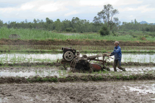 Bình Định: Vụ Đông Xuân trở lại trên cánh đồng Vĩnh Thạnh sau những ngày mưa lũ
