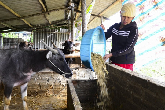 Điện Biên: Chủ động phòng tránh rét cho vật nuôi