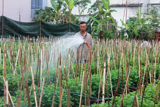 Đà Nẵng: Sau bão lũ, người trồng hoa “tất bật” 