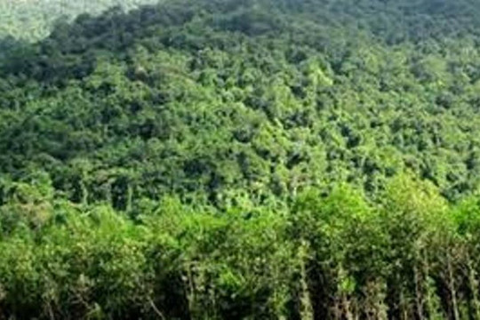 Nghiên cứu cơ chế áp dụng chỉ số môi trường rừng