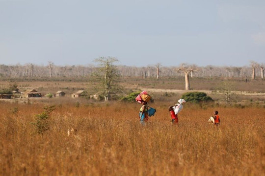 Gần 1,4 triệu người ở Madagascar cần viện trợ lương thực do hạn hán
