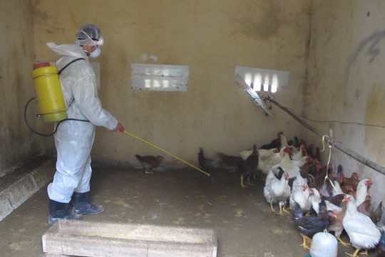 Lai Châu: Quyết liệt phòng, chống bệnh Cúm gia cầm và vận chuyển động vật, sản phẩm động vật qua biên giới