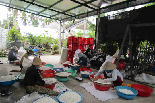 Hạt lúa hương quê là chất liệu cội nguồn của bánh truyền thống Bình Định