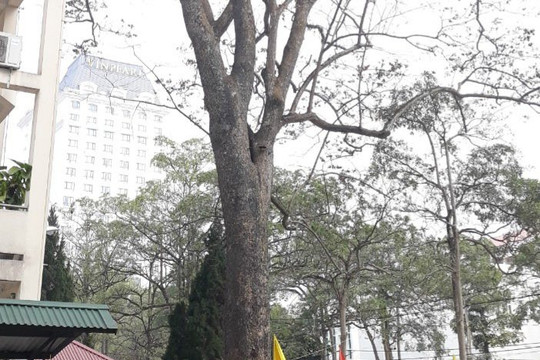 Khởi tố các đối tượng đổ “nước lạ” vào cây sưa tiền tỷ trong khuôn viên Sở KH&ĐT Lạng Sơn
