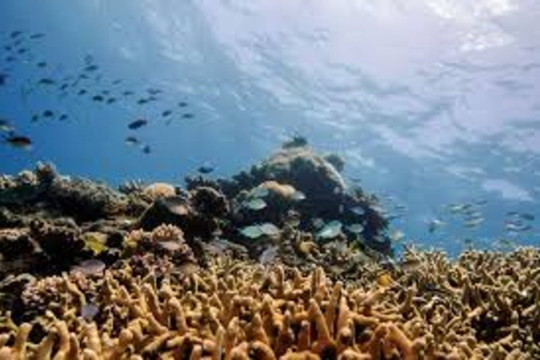 Ô nhiễm tiếng ồn phá hủy đời sống sinh vật biển