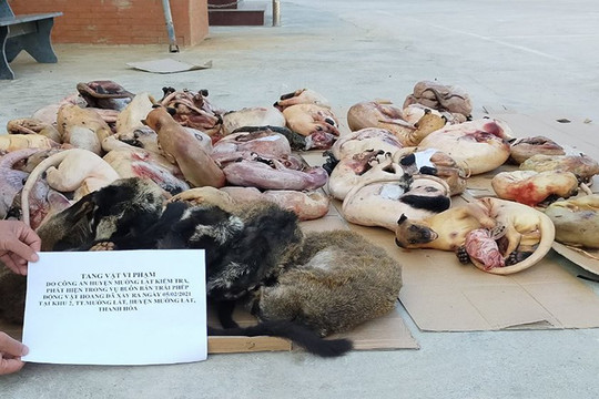 Thanh Hóa: Phát hiện hơn 200 kg động vật hoang dã trong tủ bảo ôn