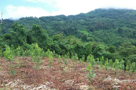 Lai Châu: “Tết trồng cây” phải gắn với chỉ tiêu phát triển lâm nghiệp bền vững 