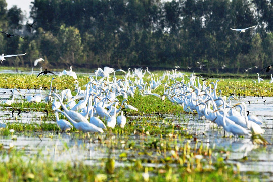 Sẽ thành lập Mạng lưới các khu Ramsar Việt Nam