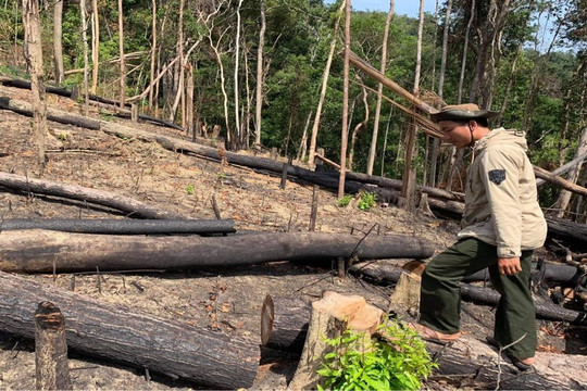 Đắk Lắk: Nhiều diện tích rừng bị lấn chiếm, xâm canh