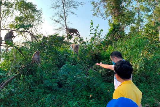 Đà Nẵng: “Biệt đội” bảo vệ khỉ vàng ở Sơn Trà