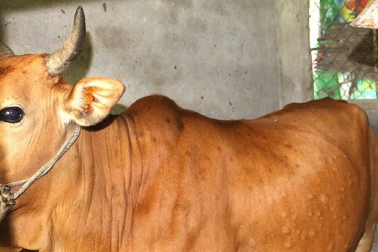 Nghệ An: Bùng phát dịch viêm da nổi cục trâu, bò tại 8 huyện