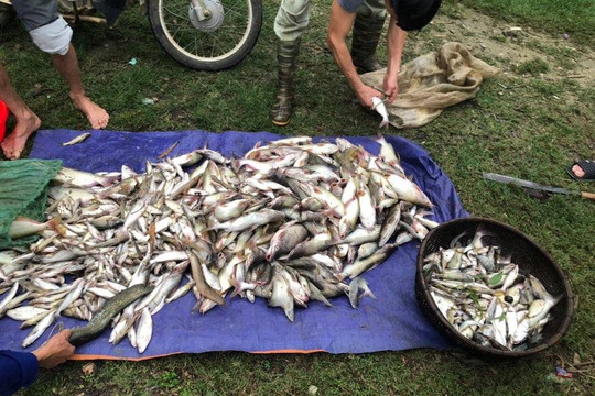 Thanh Hóa: Cá nuôi lồng bè trên sông Mã chết bất thường