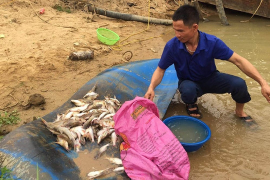 Nghệ An: Chưa tìm ra nguyên nhân cá chết ở sông Con