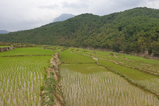 Thanh Hóa: Hỗ trợ gạo dự trữ Quốc gia cho công tác bảo vệ, phát triển rừng