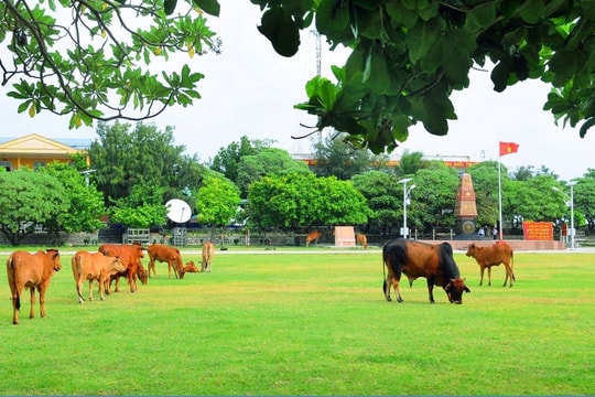 Bài dự thi “Cùng giữ màu xanh của biển”: Bảo vệ đại dương từ trái tim - Bài 1: Xanh lên từ sỏi đá