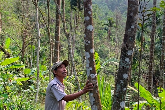 Trầm không tỏa hương