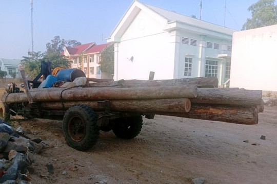 Gia Lai: Bắt xe công nông vận chuyển gần 3 khối gỗ lậu