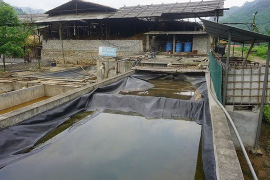Thanh Hóa: Xác định thủ phạm gây ra hiện tượng cá chết trên sông Mã