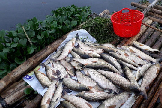 Thanh Hóa: Cá tiếp tục chết trên sông Mã đoạn qua huyện Cẩm Thủy