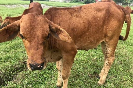 Nghệ An: Dịch bệnh gia súc lây lan khắp tỉnh