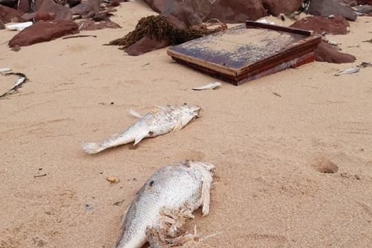 Vụ cá chết bất thường ở biển Nghi Thiết (Nghệ An): Kết quả quan trắc không có dấu hiệu bất thường